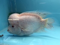 Flowerhorn & Cichlids