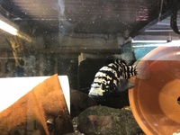 Flowerhorn & Cichlids