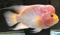 Flowerhorn & Cichlids