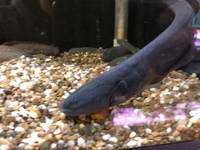 Odd Balls Predator - Cichlids - Flowerhorns - Crayfish