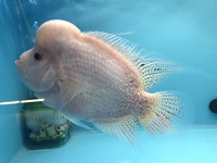 Odd Balls Predator - Cichlids - Flowerhorns - Crayfish