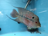 Odd Balls Predator - Cichlids - Flowerhorns - Crayfish
