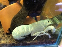 Odd Balls Predator - Cichlids - Flowerhorns - Crayfish