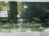 Malawi Cichlids