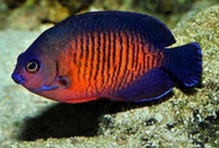 Coral beauty , goldrim tang sale..