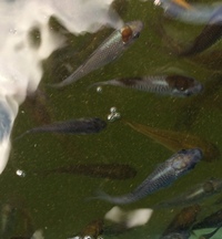 2-3 inch Koi fry available for sale.