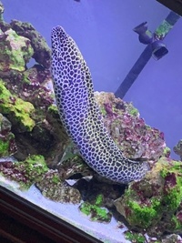 3ft tessalata honey comb moray eel - ONO ££££