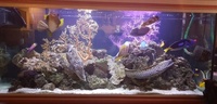 3ft tessalata honey comb moray eel - ONO ££££