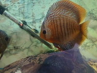Discus Fish x3, about 4 inches in size