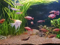 Tropical fish for sale