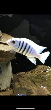 Various breeds of Malawi cichlids