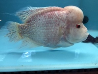 Flowerhorn & Cichlids