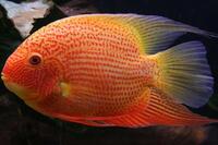 WANTED LARGE RED SPOTTED SEVERUM 