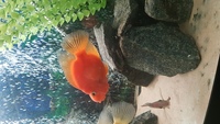 South American cichlids for sale