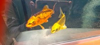 WANTED koi carp fish for our own pond