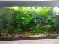 Complete Fluval roma 125 Planted tank with Aquasky Lighting.