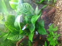 Complete Fluval roma 125 Planted tank with Aquasky Lighting.