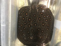 Proven Male mini marble for sale