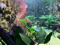 Full 6 ND Aquatics Aquarium setup, Filters, Fish & more £850.00 o.n.o