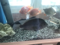 FISH TANK - RARE LARGE AMERICAN CICHLID