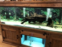 8ft x 2ft x 2ft Fish Tank