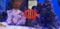 Flame Angelfish