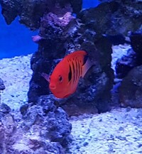 Flame Angelfish