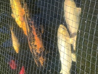 Mature Koi for sale