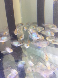 £3 each ELECTRIC BLUE ACARAS TROPICAL SOUTHEND ESSEX