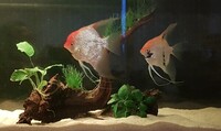 Two adult male angelfish - New (bigger) home needed - £15 for both
