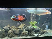 £300 5 ft full set up 22inch arowana 12 inch Oscar and loads more