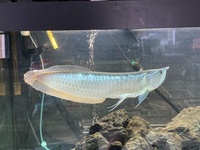 £300 5 ft full set up 22inch arowana 12 inch Oscar and loads more