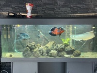 £300 5 ft full set up 22inch arowana 12 inch Oscar and loads more