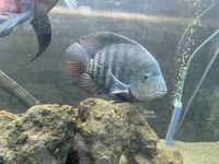 £300 5 ft full set up 22inch arowana 12 inch Oscar and loads more