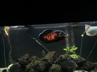 £300 5 ft full set up 22inch arowana 12 inch Oscar and loads more