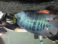 Stunning Huge Male Texas