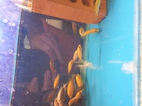 Mbuna Malawi For Sale