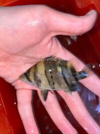 DATNOIDS 3-4inch (5+ available) (3 & 4 bar symmetrical)