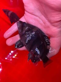 DATNOIDS 3-4inch (5+ available) (3 & 4 bar symmetrical)