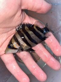DATNOIDS 3-4inch (5+ available) (3 & 4 bar symmetrical)