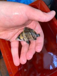 DATNOIDS 3-4inch (5+ available) (3 & 4 bar symmetrical)