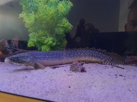 Ornate Bichir 14 inches £50