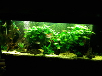 Contents of my 5ft tank for sale