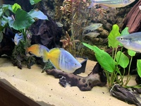 Full 6 ND Aquatics Aquarium setup, Filters, Fish & more £850.00 o.n.o