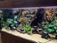 Full 6 ND Aquatics Aquarium setup, Filters, Fish & more £850.00 o.n.o