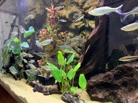 Full 6 ND Aquatics Aquarium setup, Filters, Fish & more £850.00 o.n.o