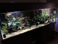 Full 6 ND Aquatics Aquarium setup, Filters, Fish & more £850.00 o.n.o