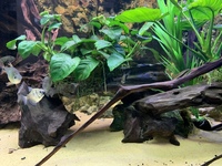 Full 6 ND Aquatics Aquarium setup, Filters, Fish & more £850.00 o.n.o