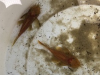 Super red bristlenose catfish