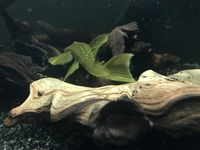 Large green phantom pleco